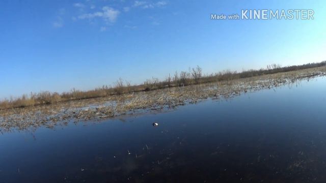Охота на селезьня 2018! Добыто 💯 штук. смотреть онлайн