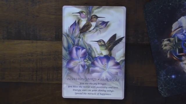 Spirit of the Animals Oracle смотреть онлайн