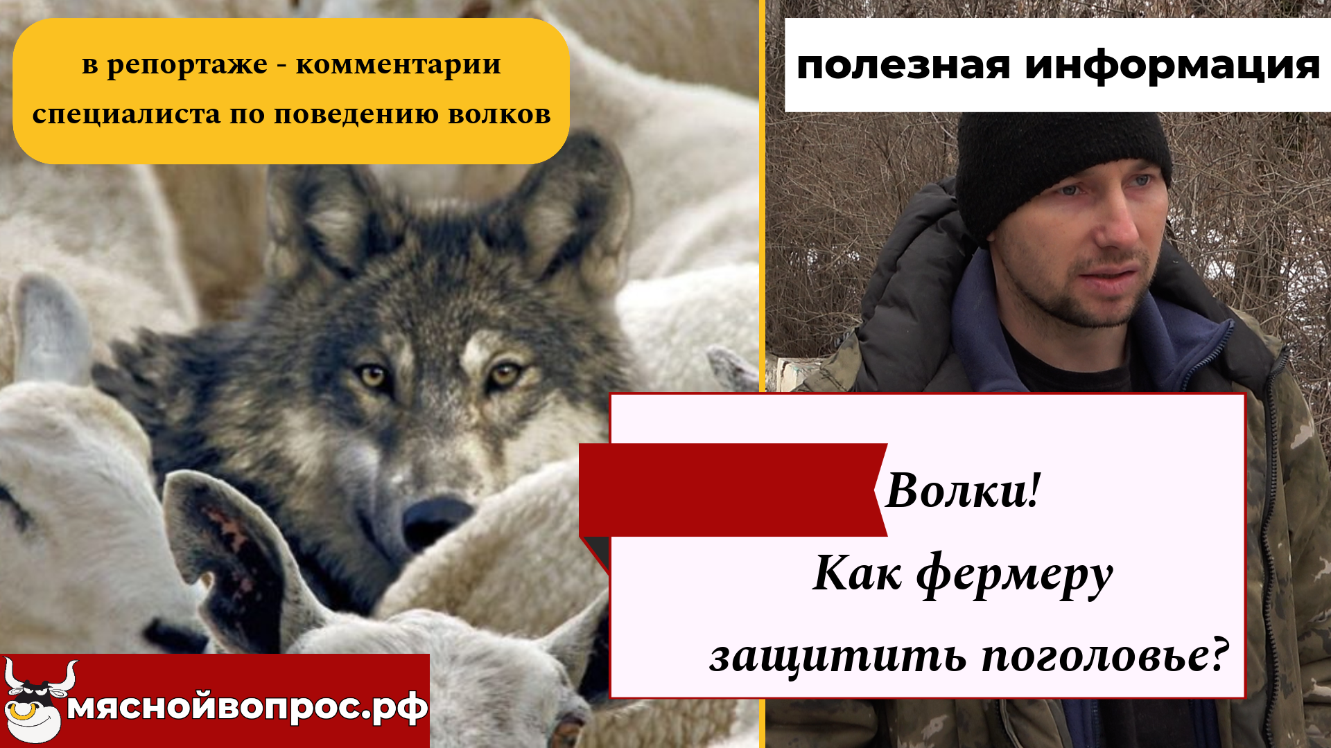 НОВОСТИ. ПОЛЕЗНАЯ ИНФОРМАЦИЯ. Волки! Как фермеру защитить поголовье? смотреть онлайн