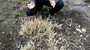 как посадить посадка декоративный пырей дома все о выращивании декоративного пырея