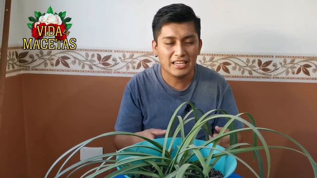 Cuando Puedo Podar ...?? Mis Amarilys/Amarillys /Lirios /Hippeastrum 🌱🌱 смотреть онлайн