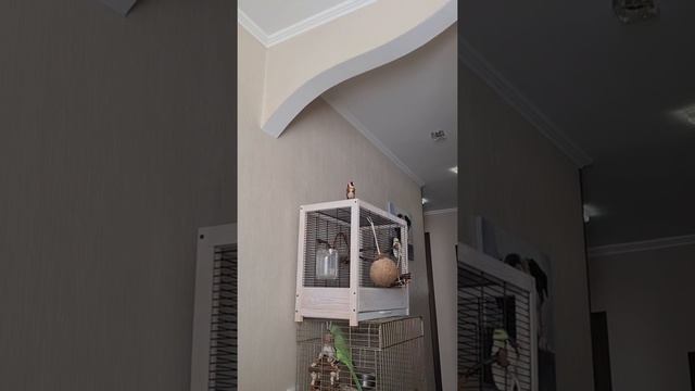 Пение щегла смотреть онлайн