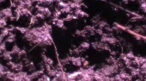 Белый клещ подура и мой способ борьбы с ним  Ответ ВладиМих