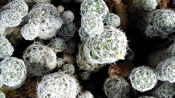 Mammillaria Gracilis - Thimble Cactus