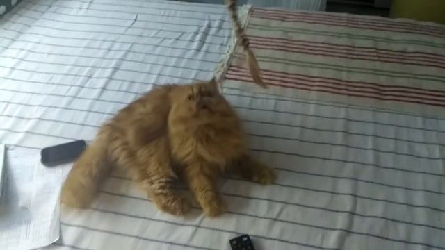 Пушистый рыжий кот ) смотреть онлайн