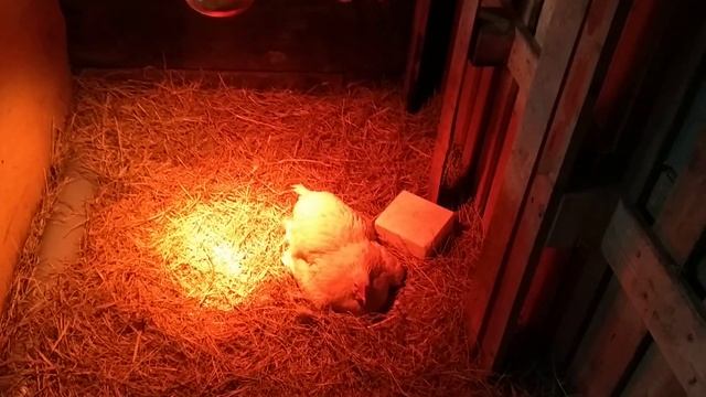 Клуша смотреть онлайн