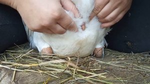 Как отличить гуся от гусыни