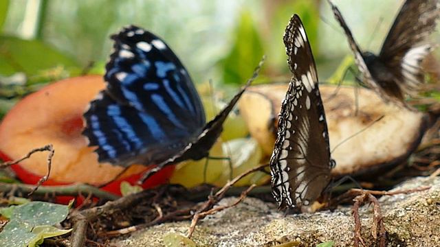 Relaxing Nostalgic Piano Music Violin and Duduk for Studying, Sleeping, Background Music Butterflie смотреть онлайн