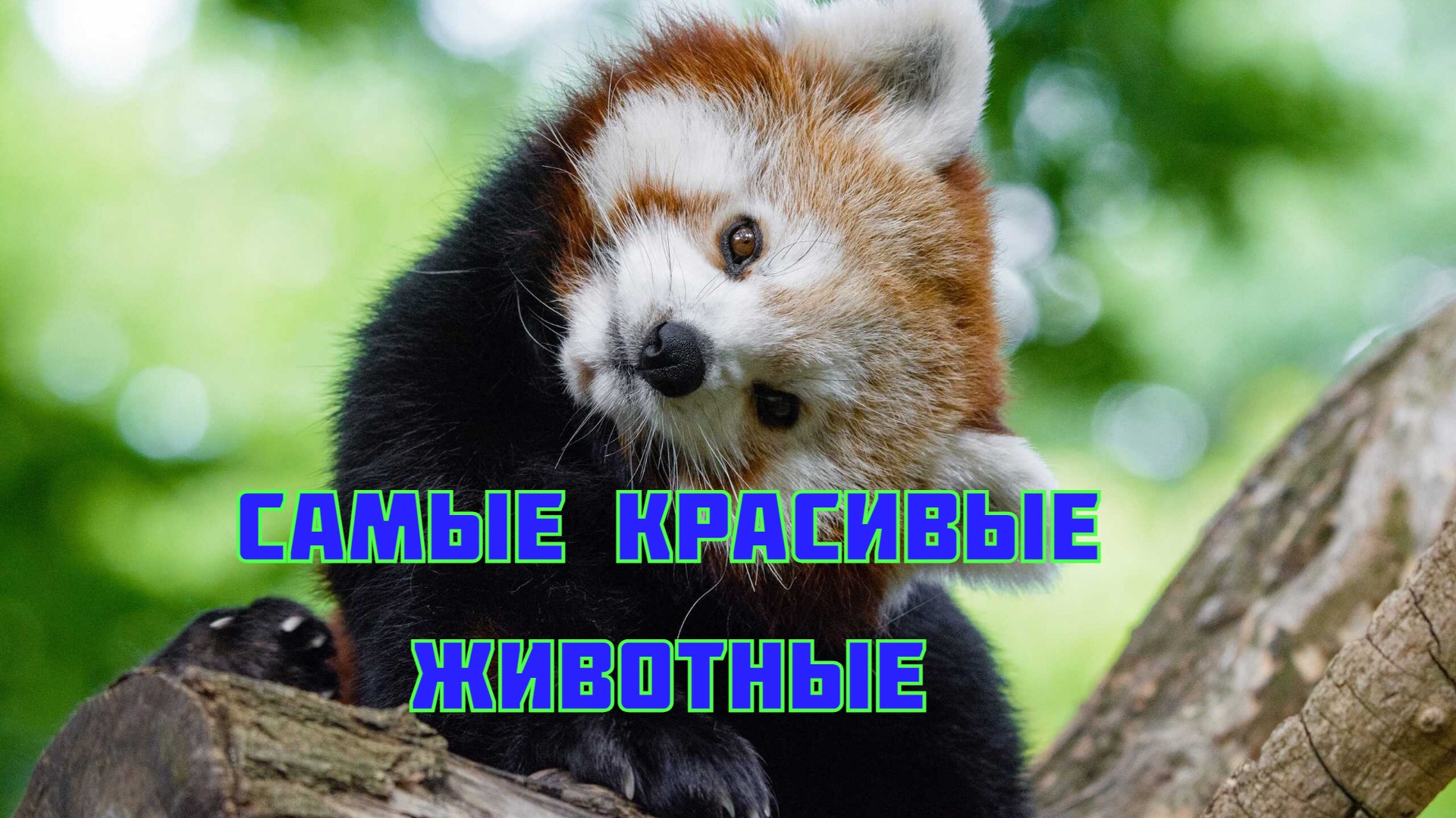 Самые красивые животные земли смотреть онлайн