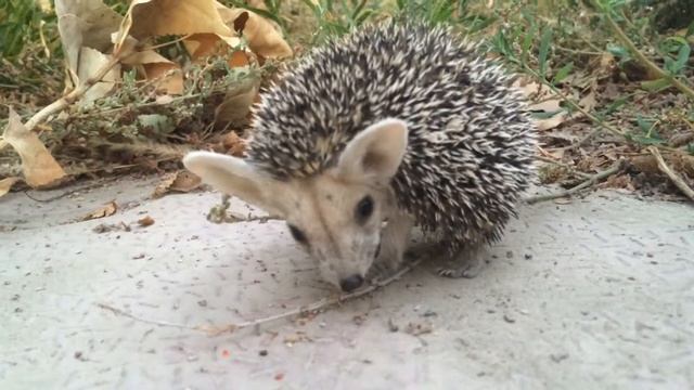 Маленький ёжик смотреть онлайн
