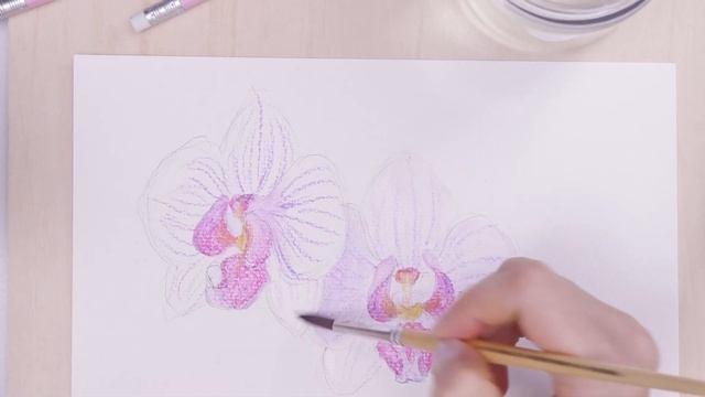 Рисуем цветы орхидеи акварельными карандашами. смотреть онлайн