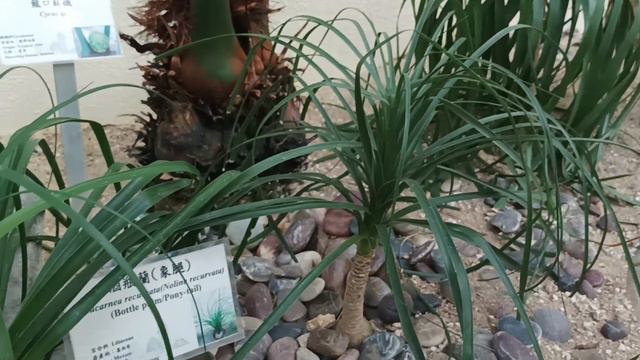 Beaucarnea recurvata (Nolina recurvata) (Bottle palm/Pony-tail) смотреть онлайн