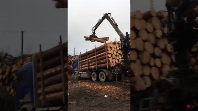 Выгрузка пиловочника на производство смотреть онлайн