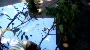 Деление привитой розы на несколько кустов возможно. Как это сделать и что нужно знать. Мой опыт.