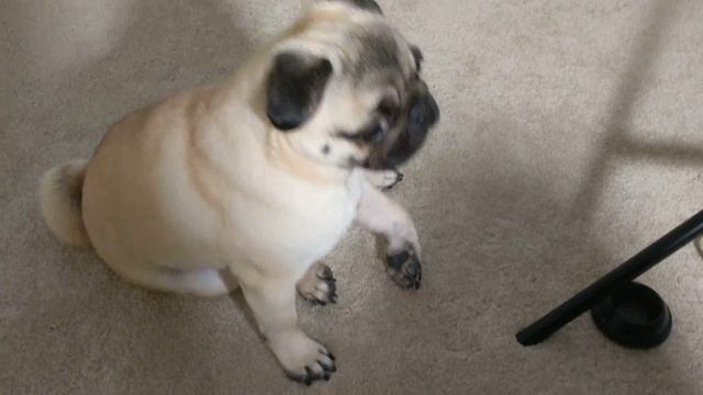 Philomena the Pug giving some late night sass about not having enough cheese. смотреть онлайн