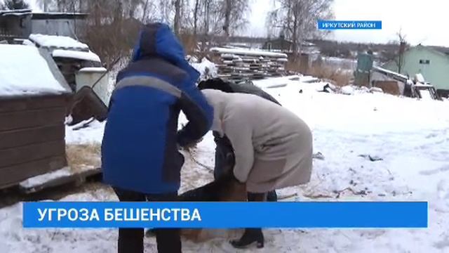 угроза бешенства смотреть онлайн
