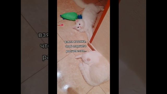 Взяли котенка, чтобы старшего расшевелить... В итоге валяются два валенка смотреть онлайн
