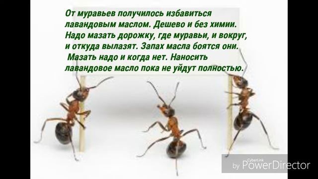 Как удалить муравьев без химии и дёшево смотреть онлайн