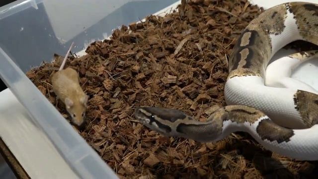 Pied Python kills and eats 3 blind mice / Warning live feeding смотреть онлайн