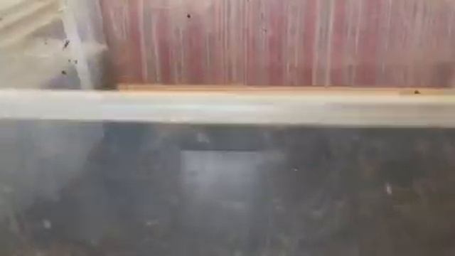 #Укоренение ( проращивание) черенков #винограда в домашних условиях - два самых простых способа. смотреть онлайн