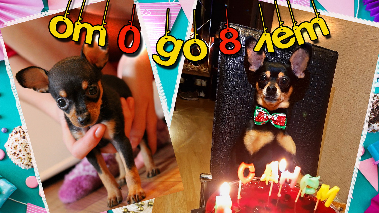 Как растёт той терьер по месяцам или Тою 8 лет смотреть онлайн