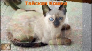 За Что НЕ ЛЮБЯТ Сиамских и Тайских Кошек: НЕДОСТАТКИ ПОРОДЫ