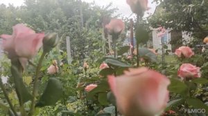 Роза Мисс Пигги. Эта роза, за десять лет, меня ниразочаровала