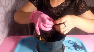 Саженцы клубники с интернет-магазина. Как сохранить?