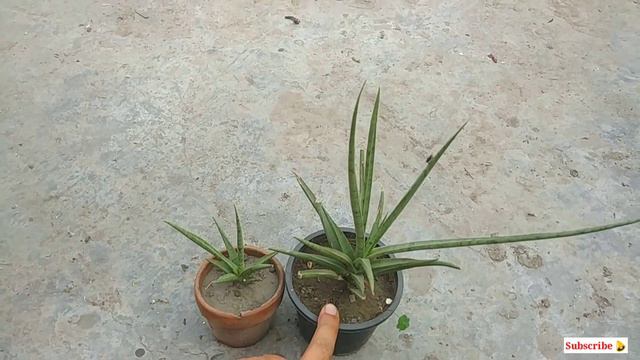 Sansevieria Francisii / Lady charm Plant Care & Propagation. Beautiful indoor air Purifying plant. смотреть онлайн