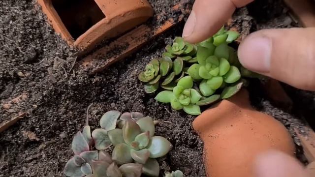 Ideia LINDA com VASO DE CERÂMICA para SUCULENTAS - Vasos criativos para mini jardim смотреть онлайн