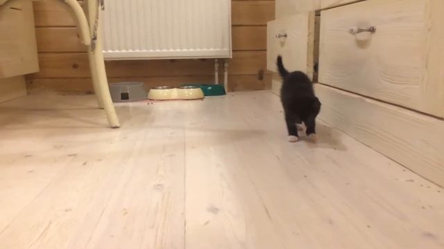Котенок черно-белый 3 смотреть онлайн