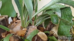 Папоротник Platycerium(Оленьи Рога)-уход и содержание