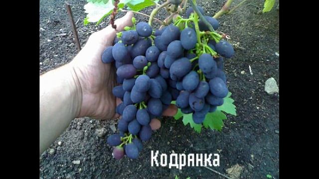 10 ЛУЧШИХ СОРТОВ ВИНОГРАДА. смотреть онлайн