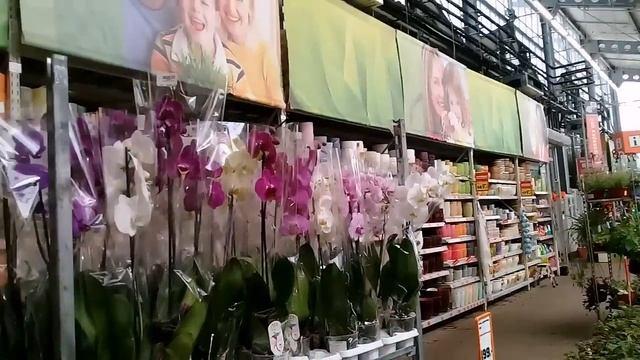 ОБЗОР ИЗ ОБИ--орхидеи,уценки ,хосты 28.06 смотреть онлайн