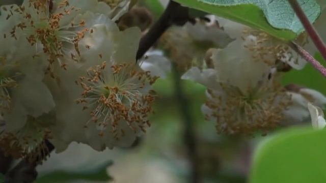 КИВИ - Источник Силы и Молодости. Польза и Вред смотреть онлайн