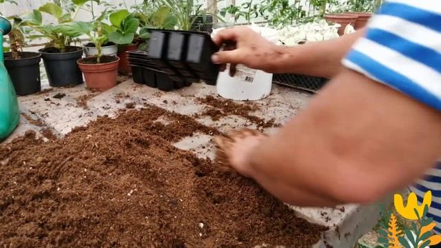 НЕПРИХОТЛИВАЯ ТРАДЕСКАНЦИЯ!РАЗМНОЖЕНИЕ!! смотреть онлайн