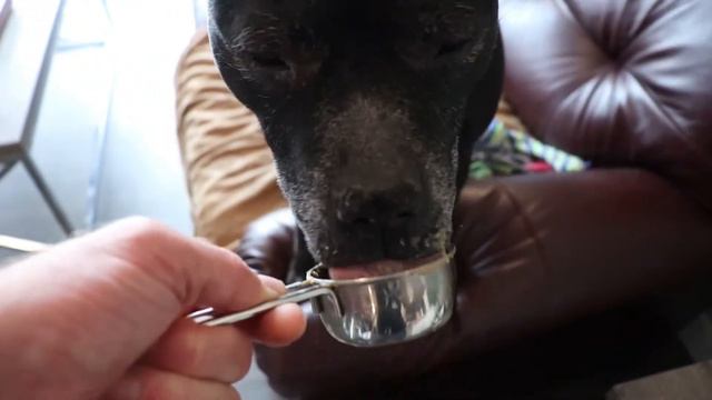 Easy Homemade Dog Treats With Pet Friendly Icing | Peanut Butter Pumpkin DIY Dog Treats смотреть онлайн