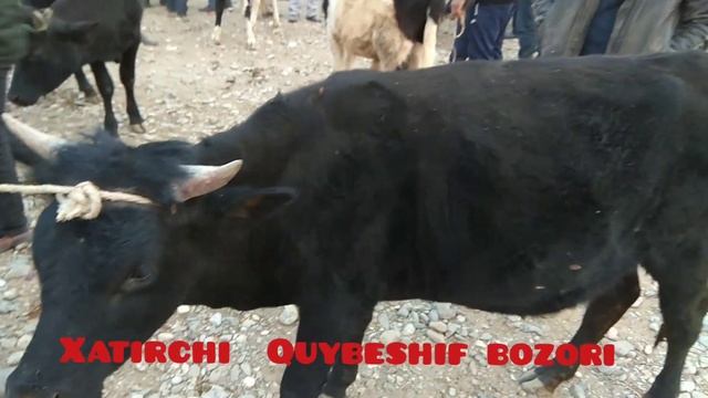 Xatirchi Quybeshif Mol Bozori