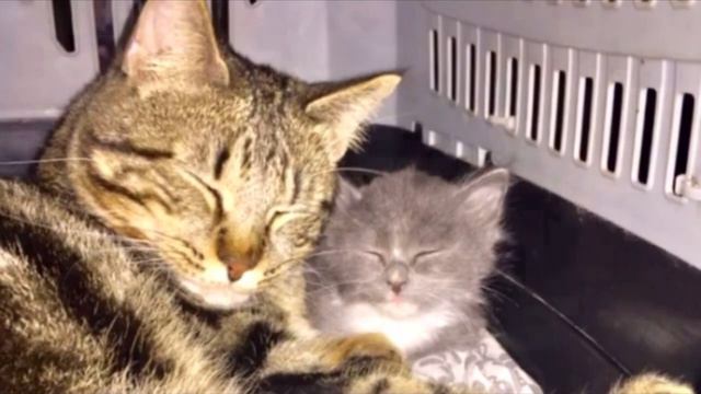 “Не бойся, я всё знаю!” Приютский кот принял бездомного котенка, как родного смотреть онлайн