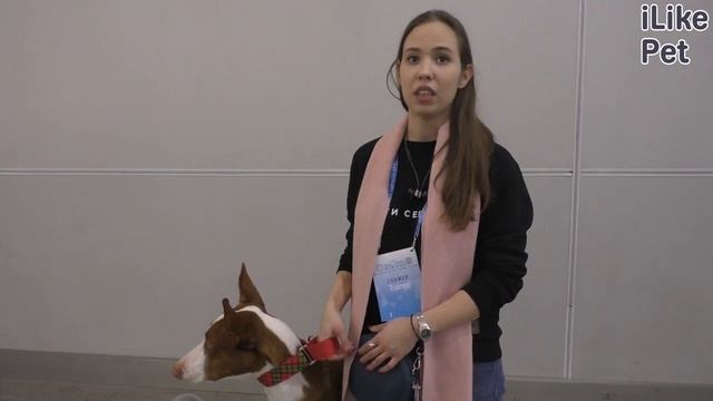 Уход за испанской борзой смотреть онлайн