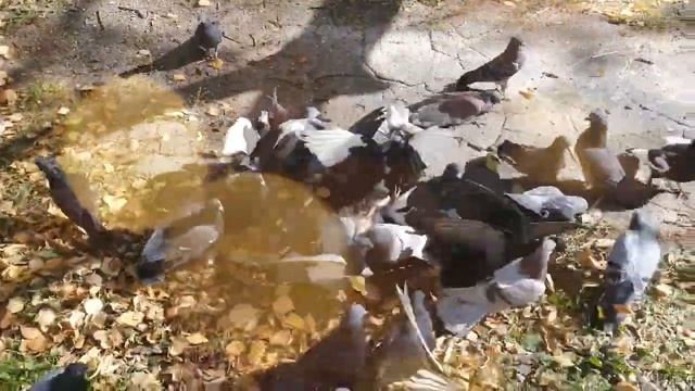 А в городе - осень. Прогулка по Хабаровску. смотреть онлайн