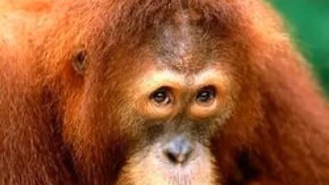 Новый год Обезьяны смотреть онлайн