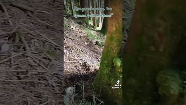 Это съедобные опята или ложные? Добавляем комментарии.... смотреть онлайн