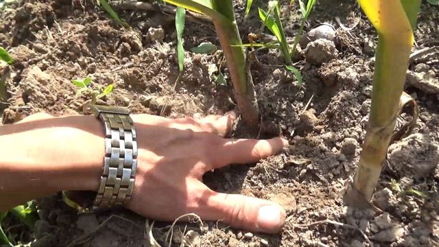 Обзор посадок озимого и ярового чеснока на 16 июля 2019 смотреть онлайн