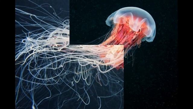 Интересные существа Белого моря смотреть онлайн