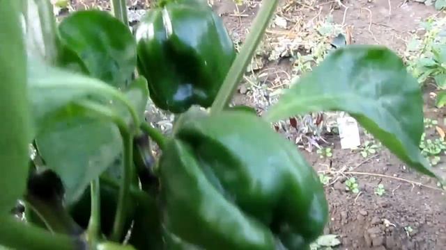 Habanero Chocolate - (Congo Black habanero) смотреть онлайн