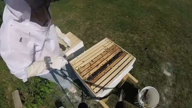 Adventures in Beekeeping Ep 16: An Unexpected Development смотреть онлайн