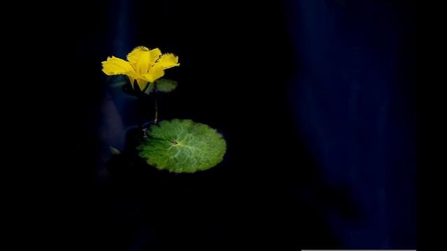 PEACE MANTRA | Om Shanti Om @ 432Hz| Meditation Music