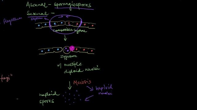 Classification of Fungi | Biological Classification | Biology | Khan Academy смотреть онлайн
