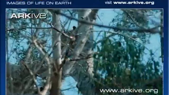 Female Fossa Vs. Male Fossa - ARKive